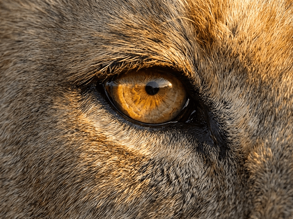 An extreme HD close-up photograph of a lion's intensely focused eye with sharp detail and texture.