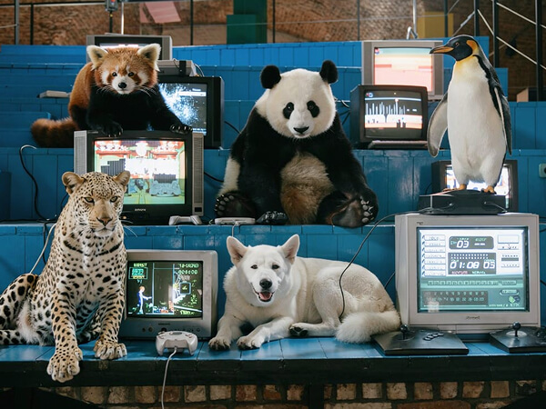 Demonstration of FLUX.2 multi-reference blending, successfully merging multiple animal reference photos into a single cohesive scene with consistent style.